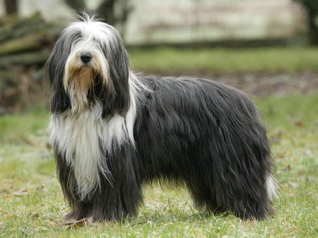 Bearded Collie