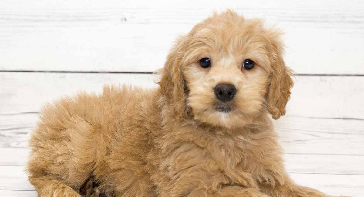 Goldendoodle