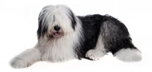 Old English Sheepdog