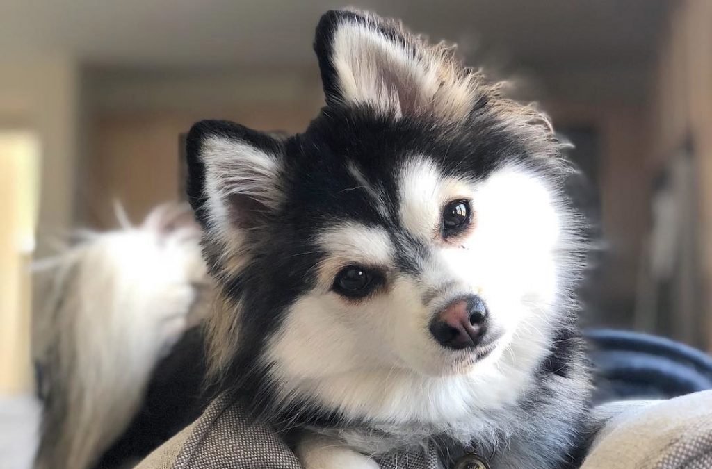 Pomsky