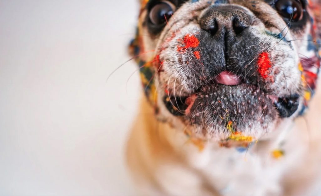 dog