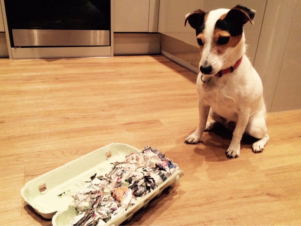 brain games for dogs