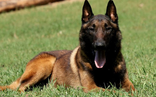 Belgian Shepherd