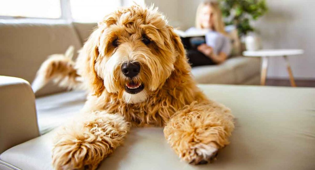 Labradoodle