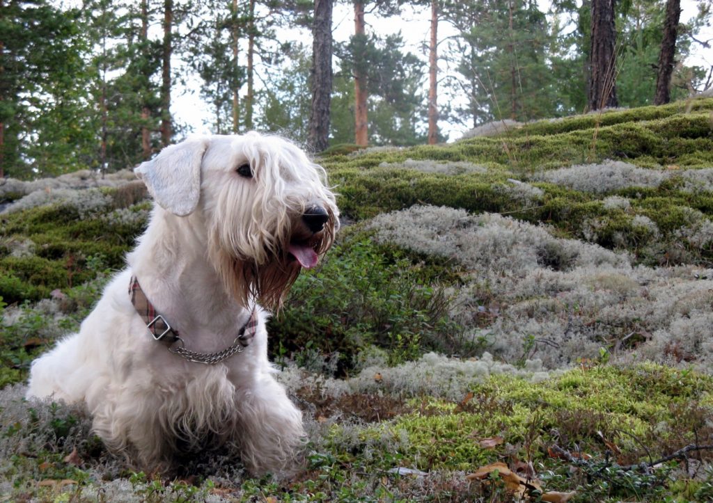 Dog-Friendly Cottages
