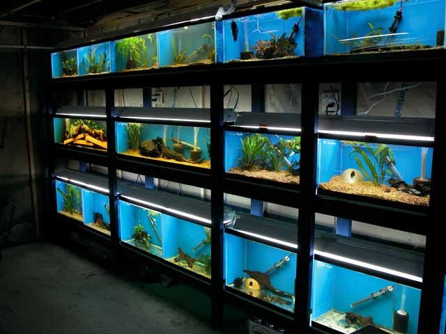 aquarium