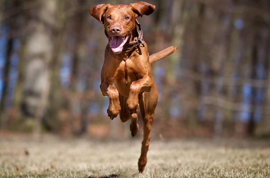 Vizsla