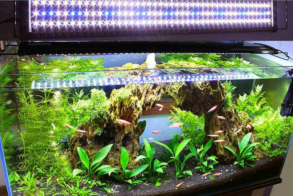 led lights for fish