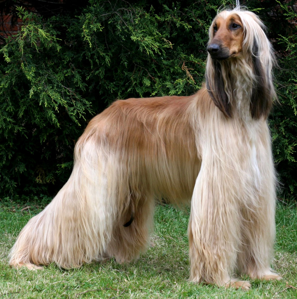 Afghan Hound