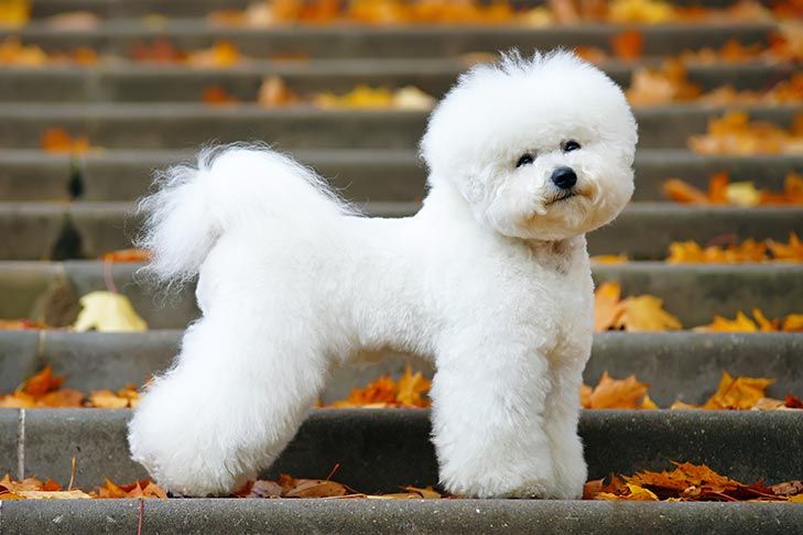 Bichon Frise