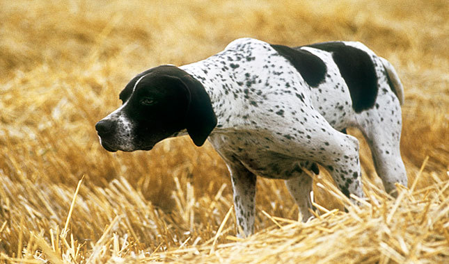 Black And Brindle Pointer Dog In Fields