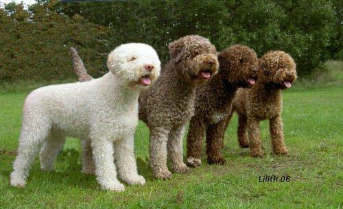 Lagotto Romagnolo