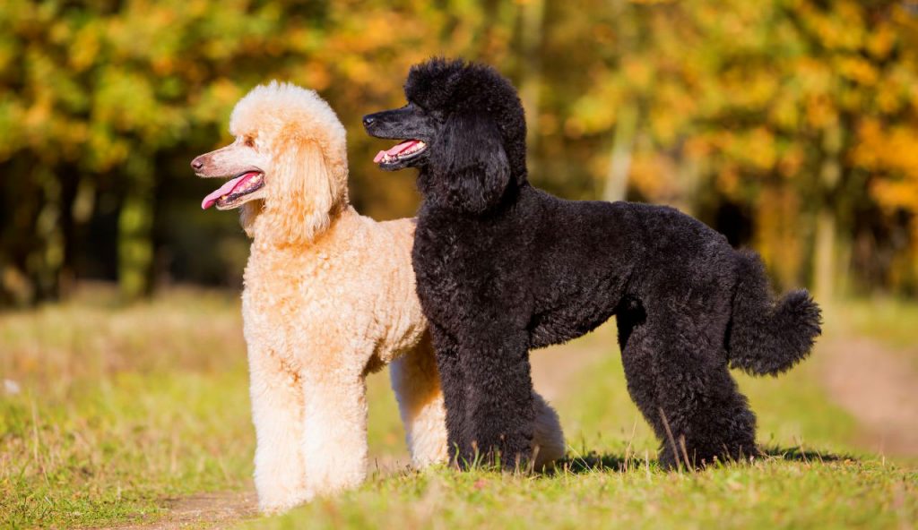 Best Dogs For Allergies And Asthma Top 10 Hypoallergenic Breeds