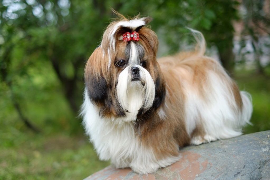 Shih Tzu