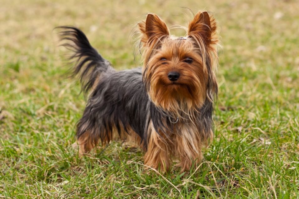 Yorkshire terrier