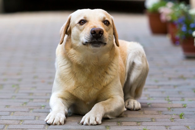 big clever light yellow brown funny dog labrador retriever laying paved yard bright sunny day blurred flower pots guard protection friendship fidelity loyalty concept 127089 6431