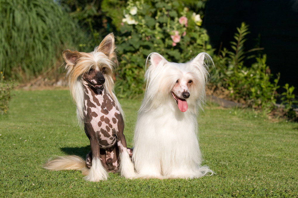 chinese crested dog