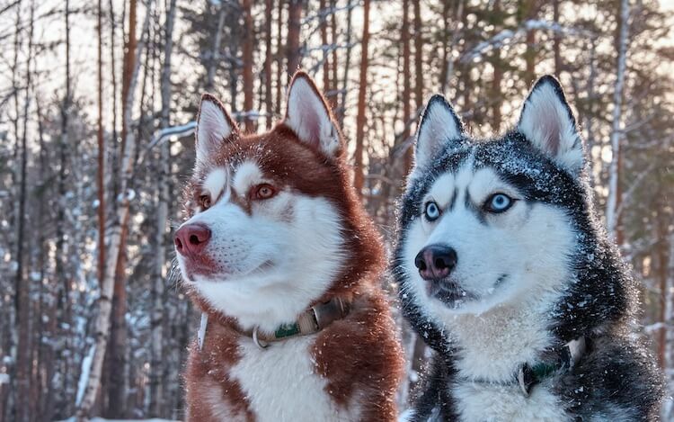 Husky Dogs