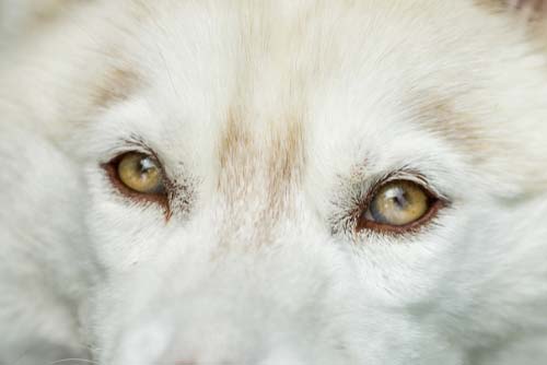 Siberian Husky Puppys Eye Color May Change