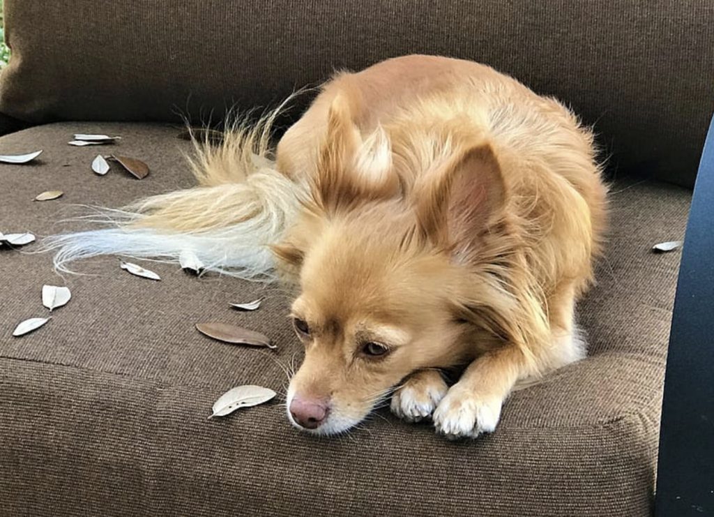 How Owners Cause Separation Anxiety in Dogs? The Big Mistake of New Owners 11 Screenshot 2021 08 31 at 15.43.27