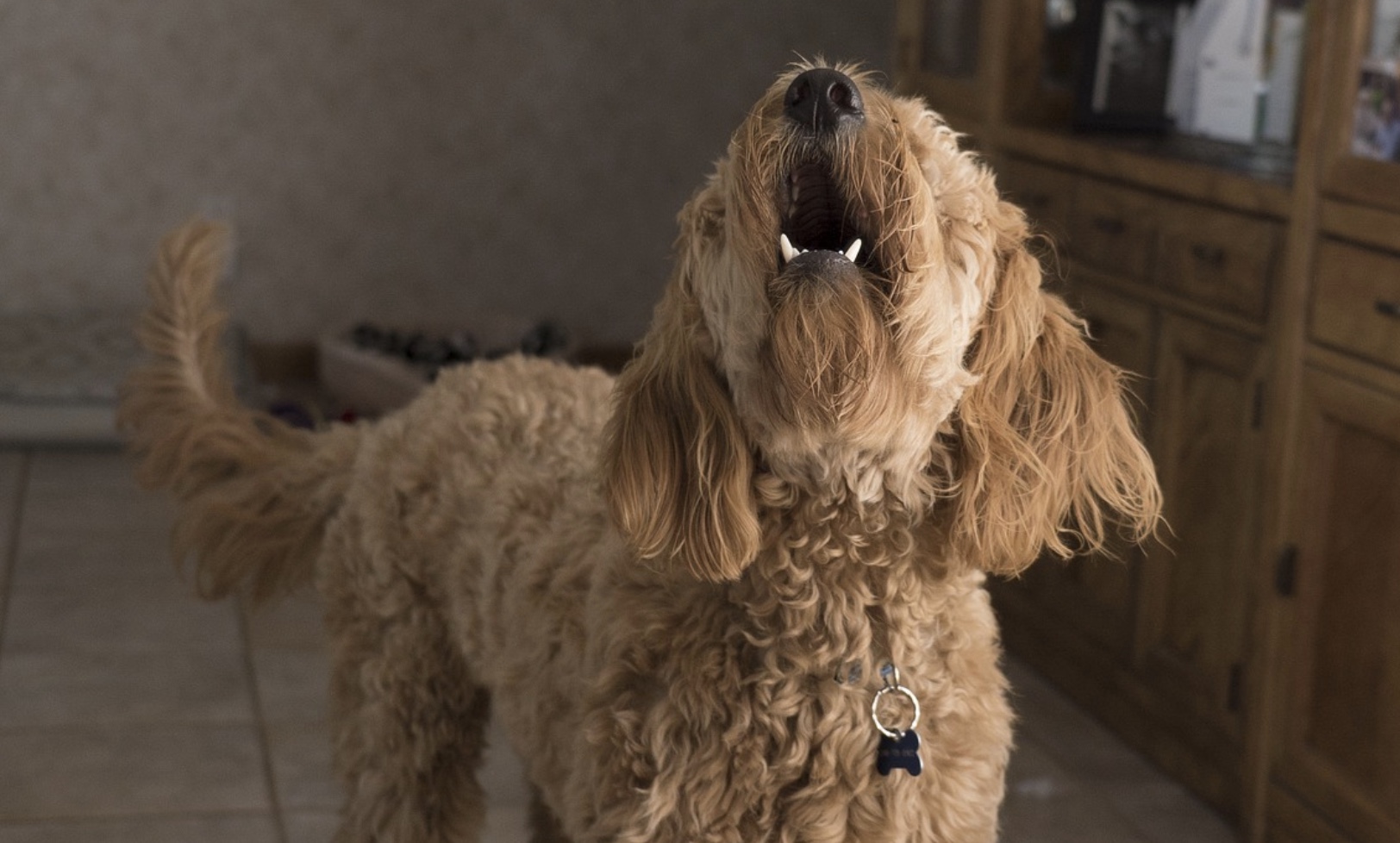 poodle barking