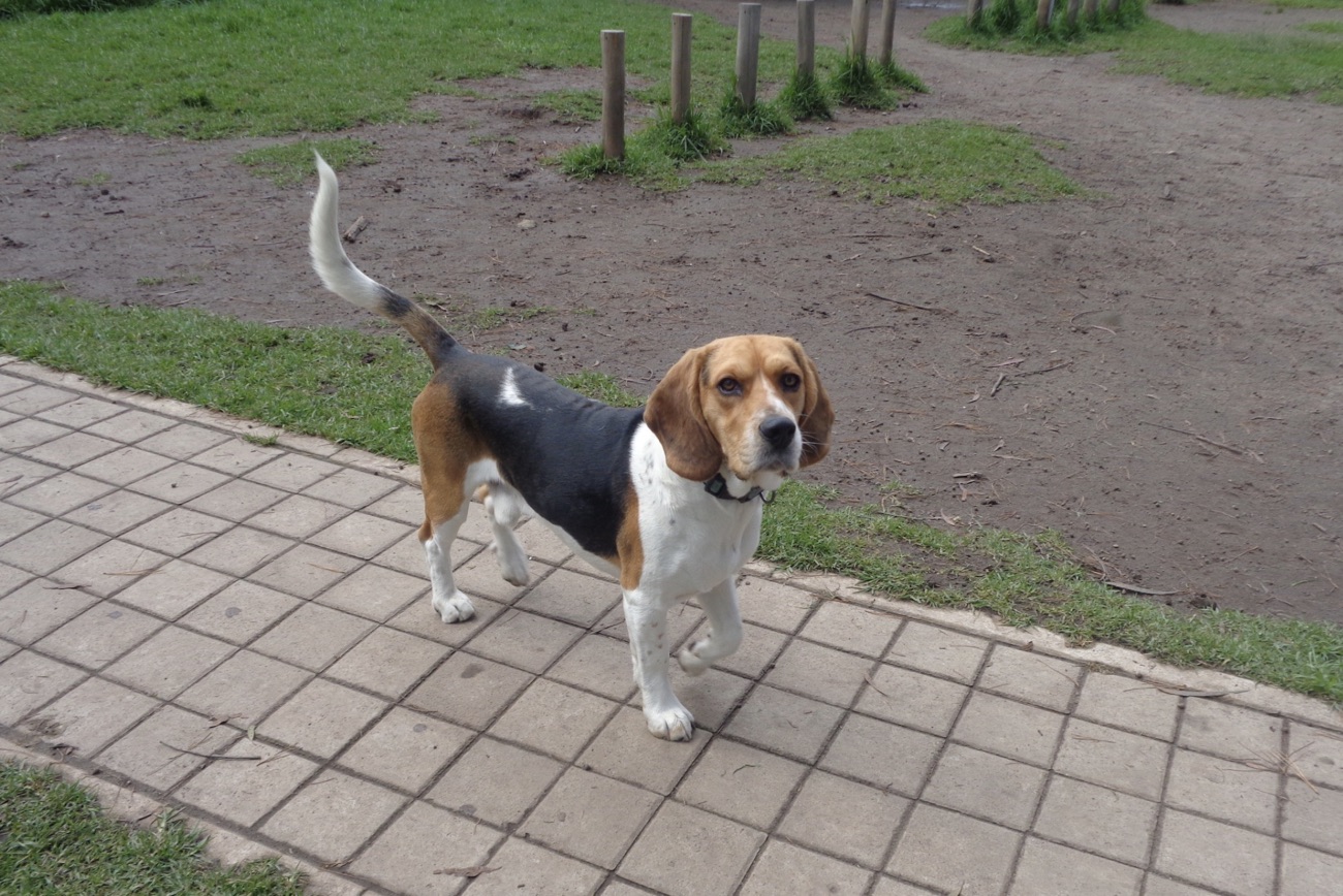 dog in dog park