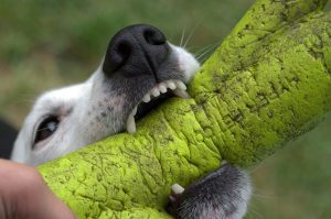 jack russell biting