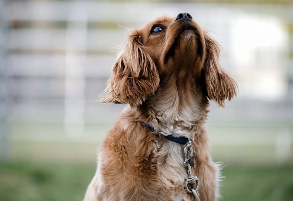 How to Stop a Dog From Barking - Teach Your Puppy Good Behavior 6 Screenshot 2021 09 09 at 15.24.49