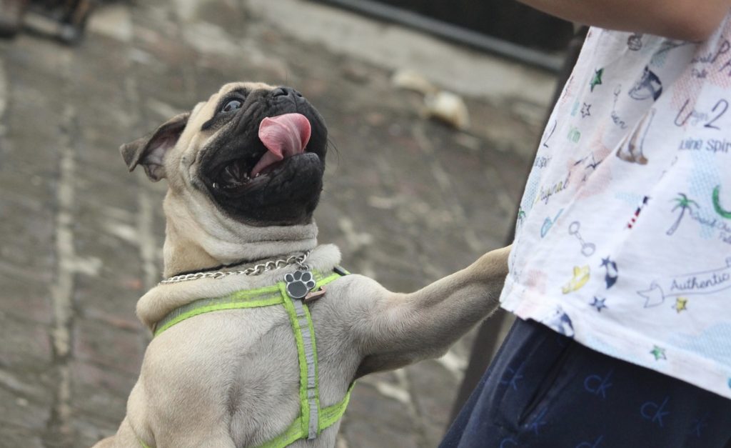 Simple Trick to Prevent Dog Jump on People 4 Screenshot 2021 09 13 at 10.51.40