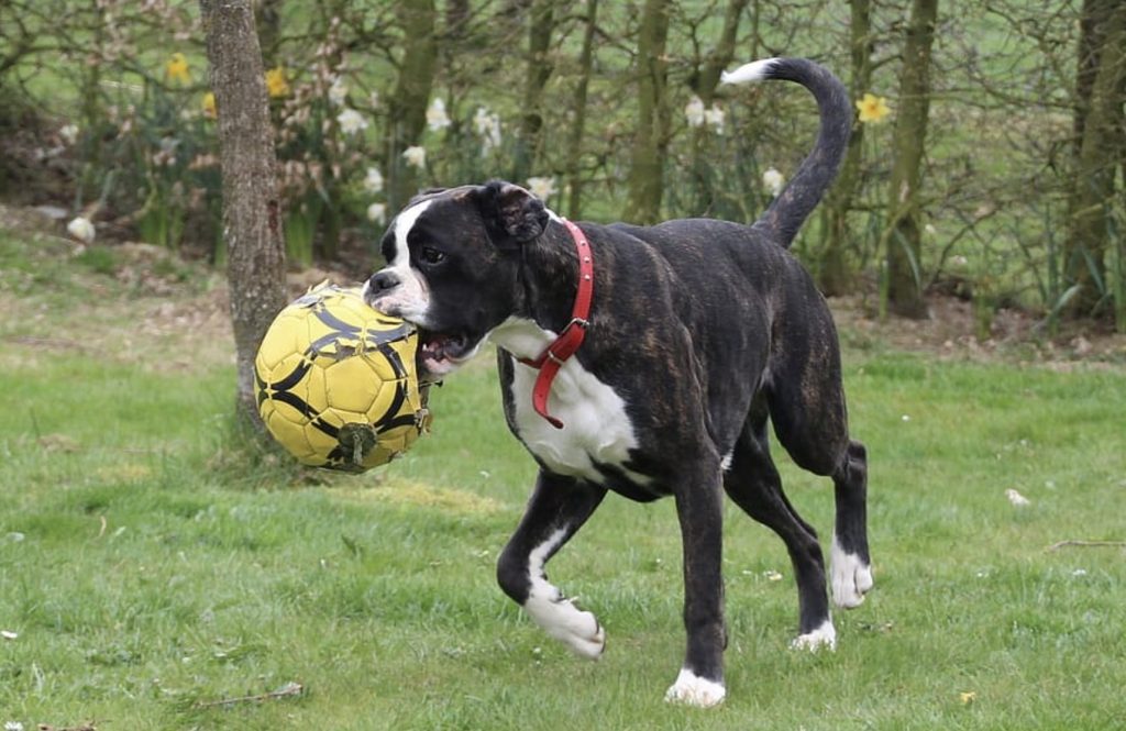 How to Combine Dog Games – Solution For Dogs Who Get Bored 2 Screenshot 2021 09 21 at 08.55.47