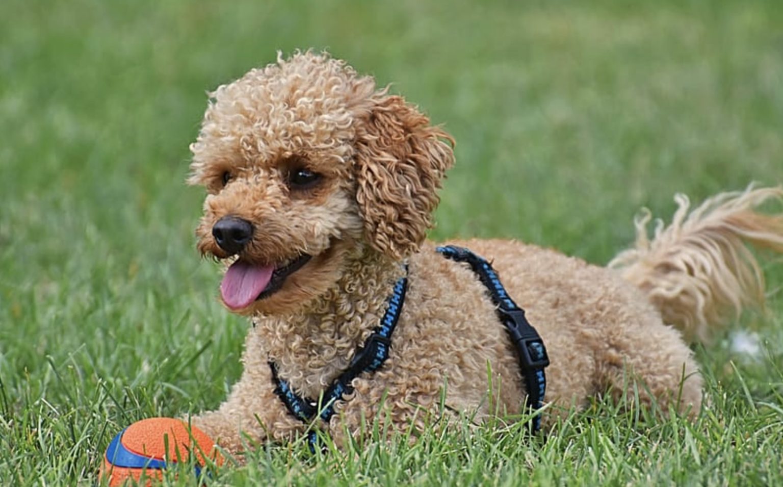poodle bow tie