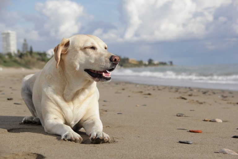 labrador