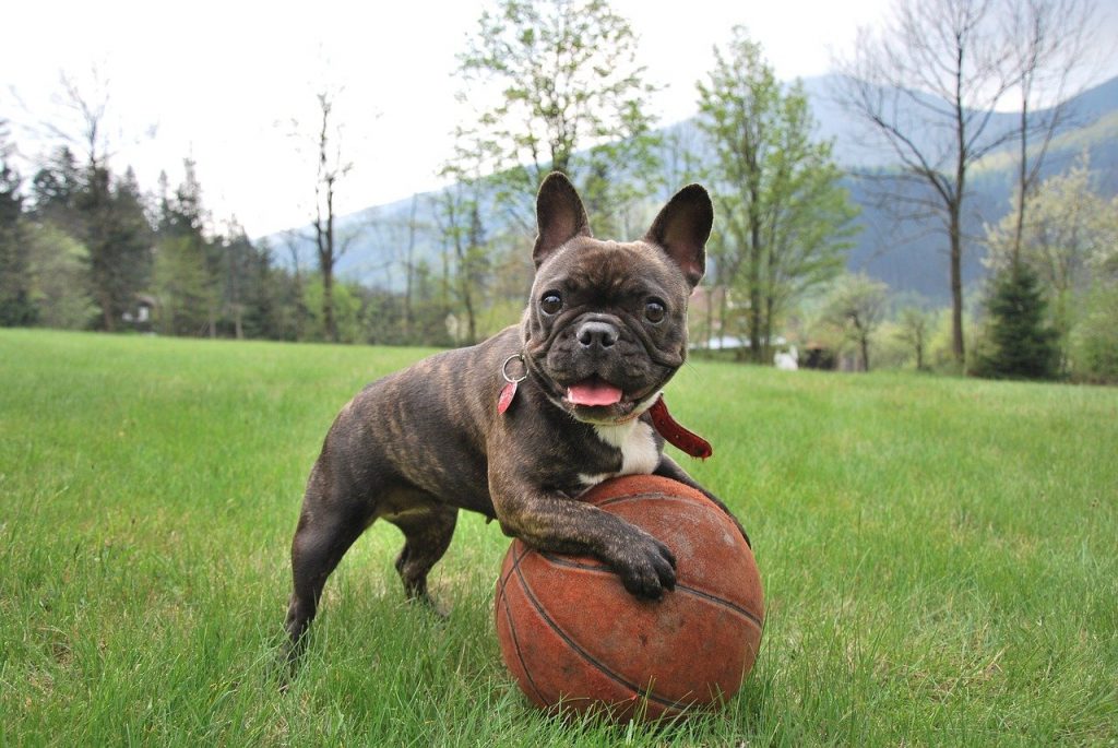 French Dog Breeds - Did You Know Poodle is Not one of Them? 29 french bulldog 2365684 1280