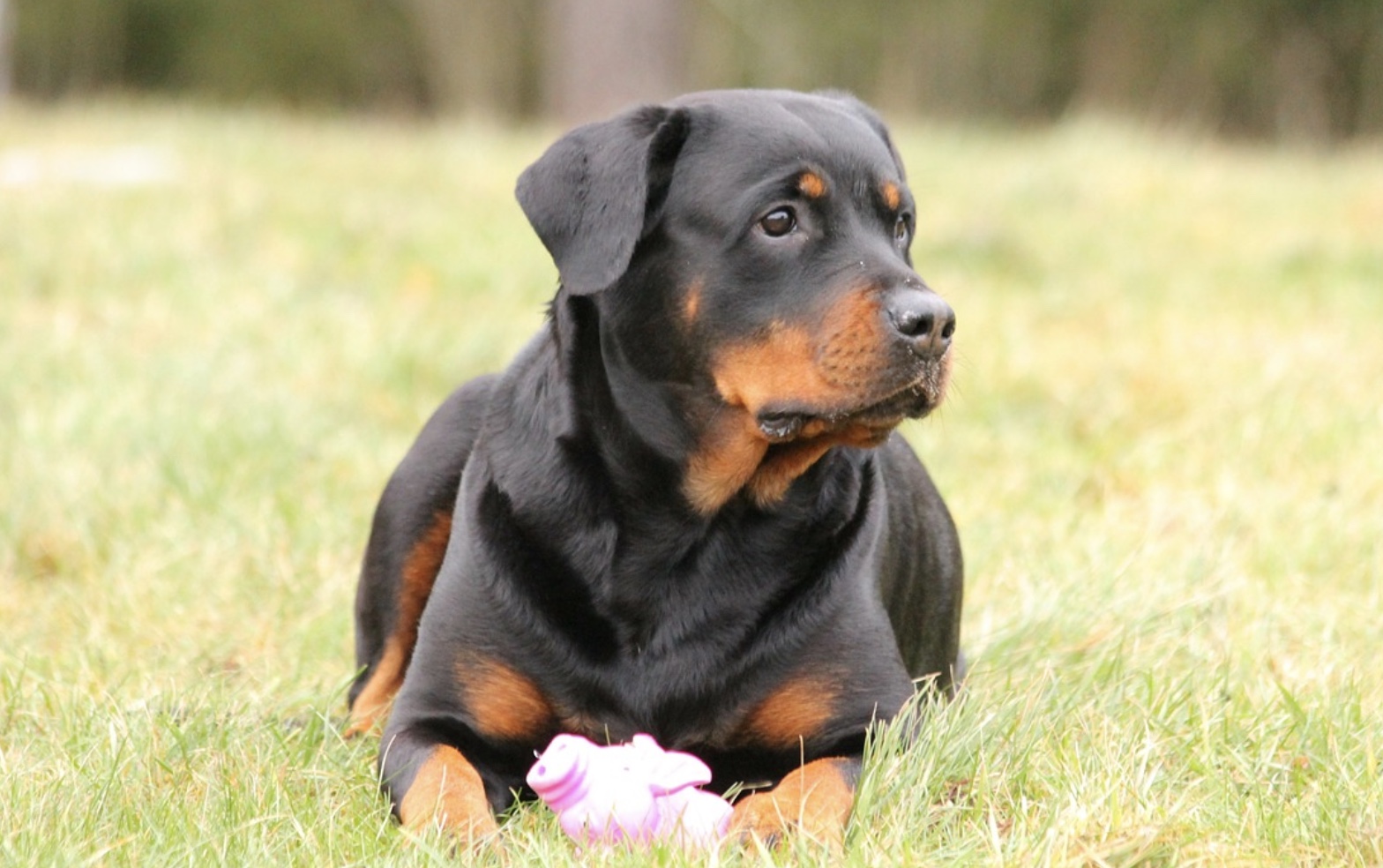 Rottweilers