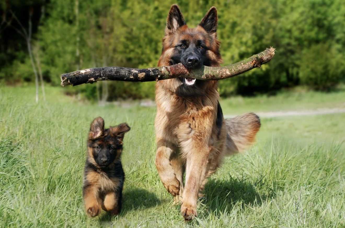 How To Play Nose Games For Dogs? Top 3 Games To Engage Your Puppy In