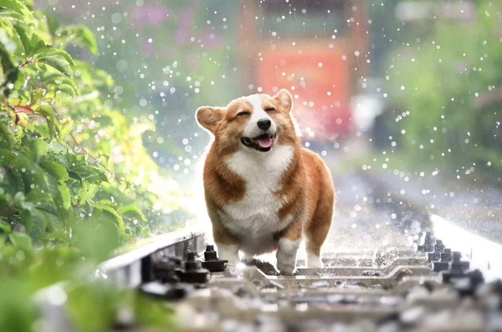 11 Things You Need to Know Before Getting a Corgi 14 Screenshot 2021 10 13 at 13.49.14