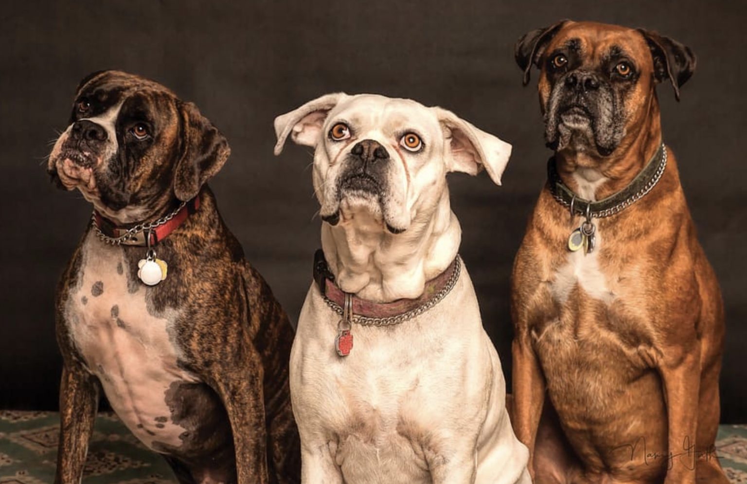 How To Correct Your Puppy? Learn Proper Discipline And Correction