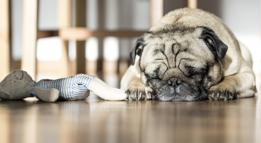 How to Teach a Dog to Take a Toy? 11 Screenshot 2021 10 17 at 15.15.04