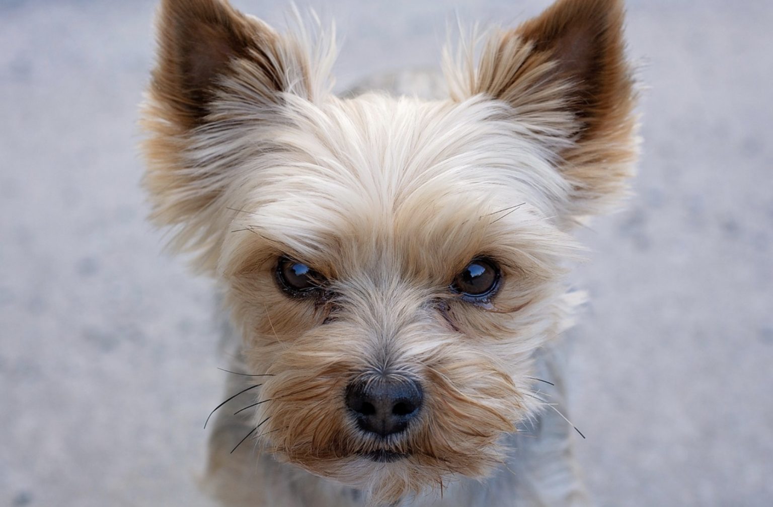 11 Things You Need To Know Before Getting A Yorkshire Terrier