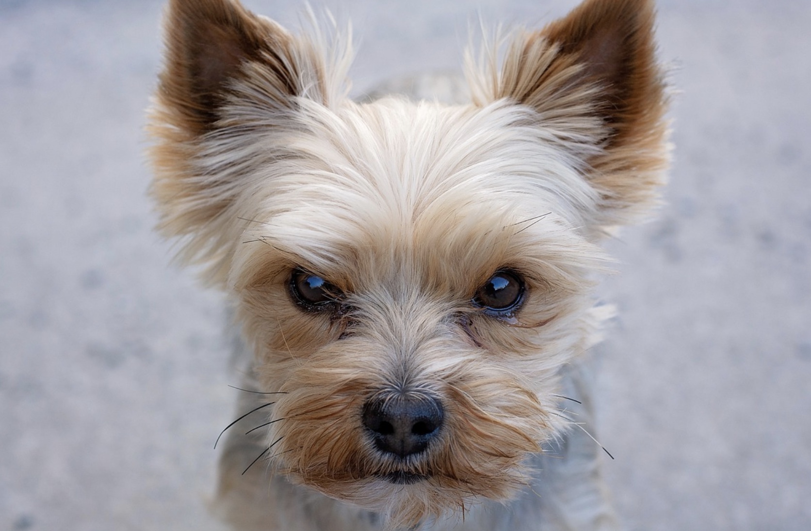11 Things You Need To Know Before Getting A Yorkshire Terrier