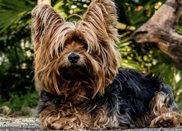 11 Things You Need To Know Before Getting A Yorkshire Terrier