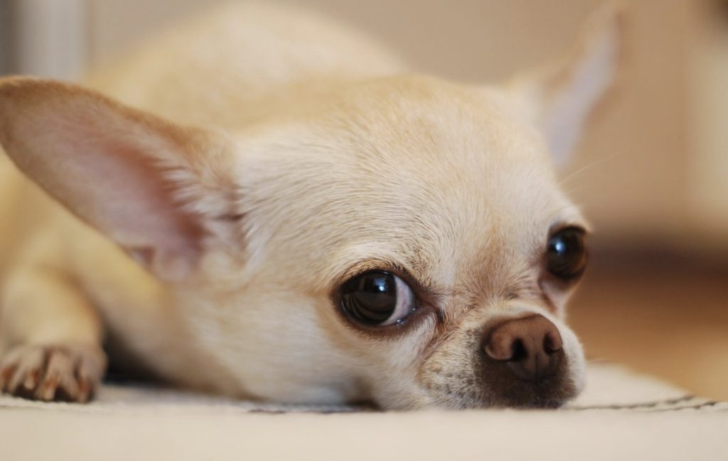 Troubleshooting a Behavior – How to Reinforce Good Behavior and Prevent Bad Behavior 8 Screenshot 2021 10 22 at 09.15.17