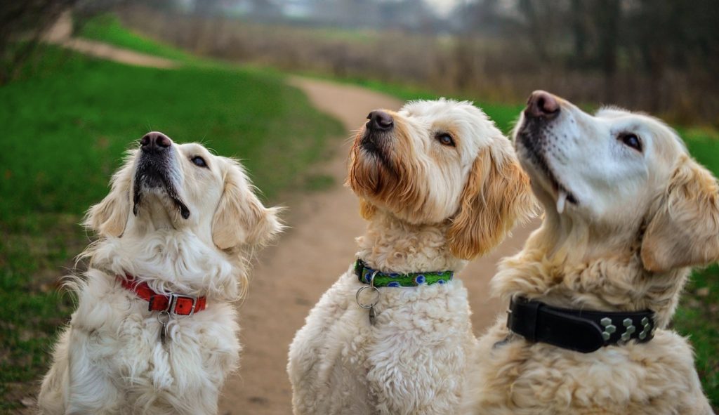 All or None Reward Training – How Does it Work? 7 Screenshot 2021 10 25 at 08.55.35