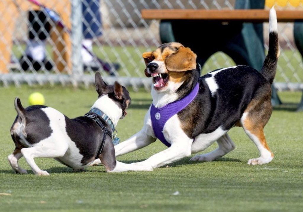 Top 3 Reasons Your Dog is Nervous around Other Dogs 6 Screenshot 2021 10 27 at 08.44.37