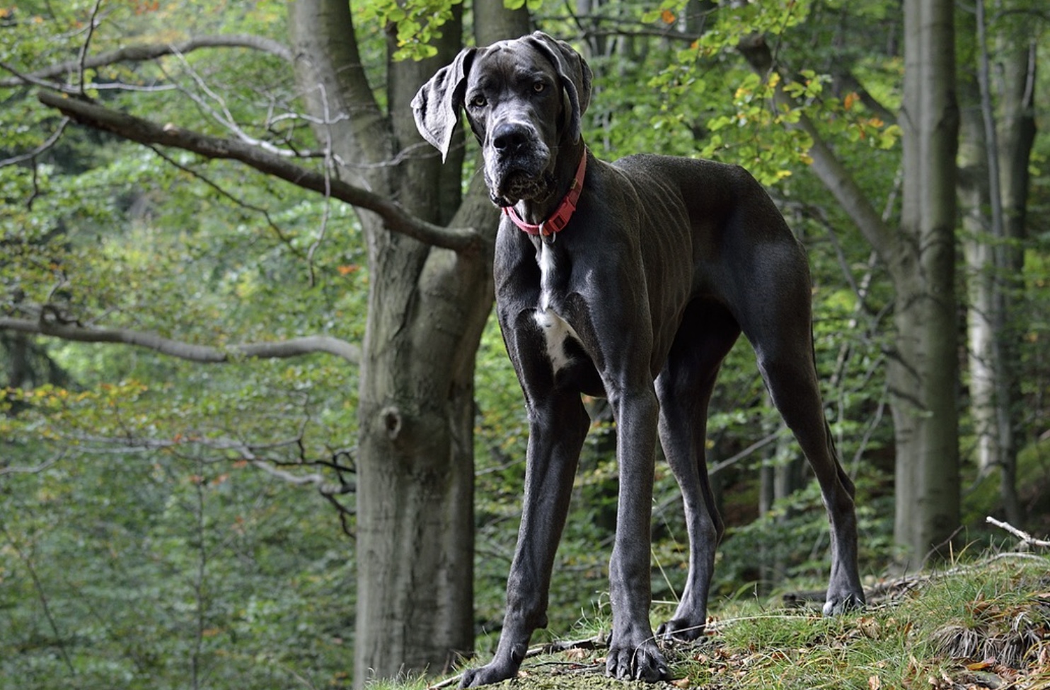 the great dane