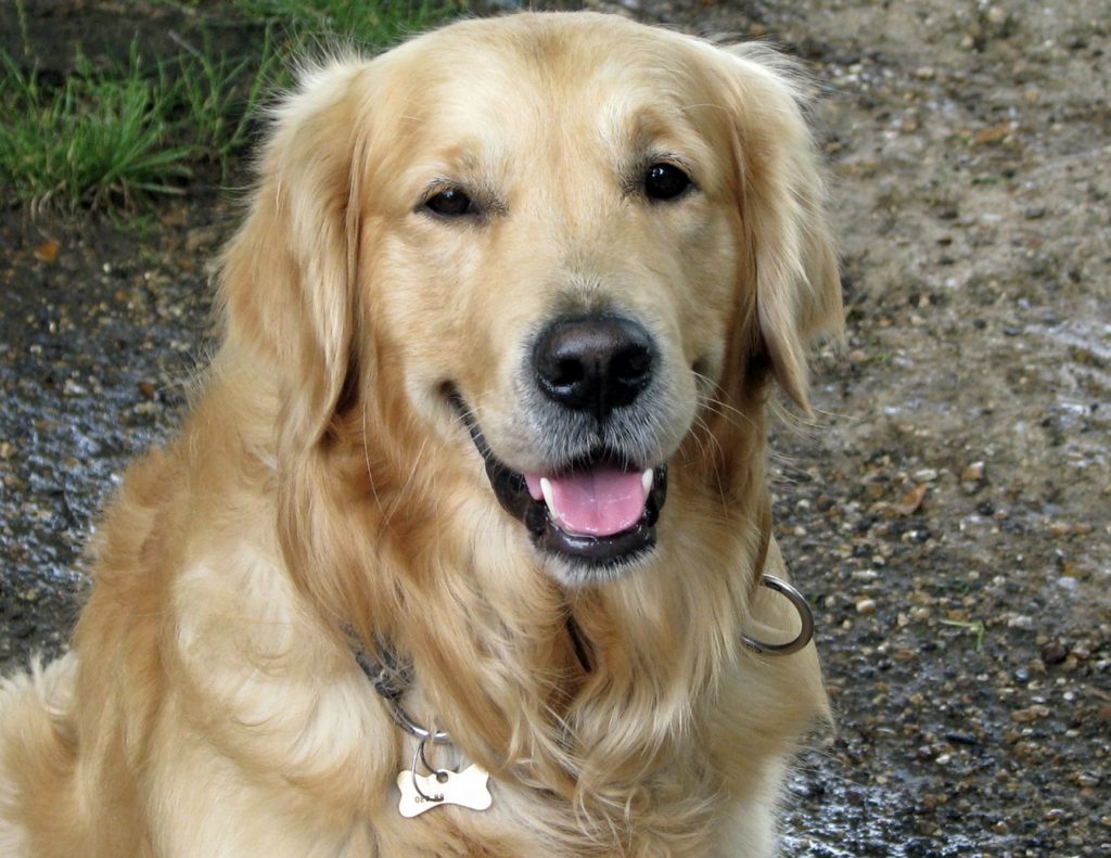 15 Things You Didn't know about Golden Retrievers 2 Screenshot 2021 11 02 at 09.04.33