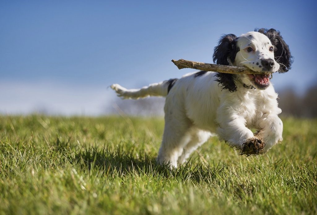 How Not to Teach Dog Fetch 1 Screenshot 2021 11 03 at 08.33.13