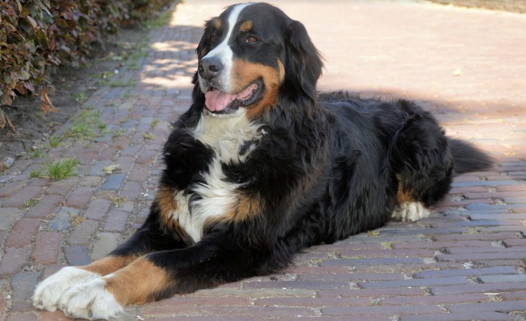 How to Train a Dog Not to Come When Called 16 Screenshot 2021 11 05 at 14.56.48