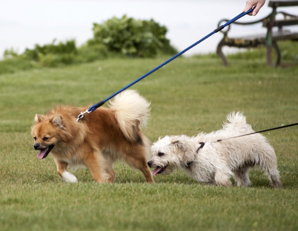 One Simple Trick to Stop Leash Pulling 13 Screenshot 2021 11 13 at 08.15.15