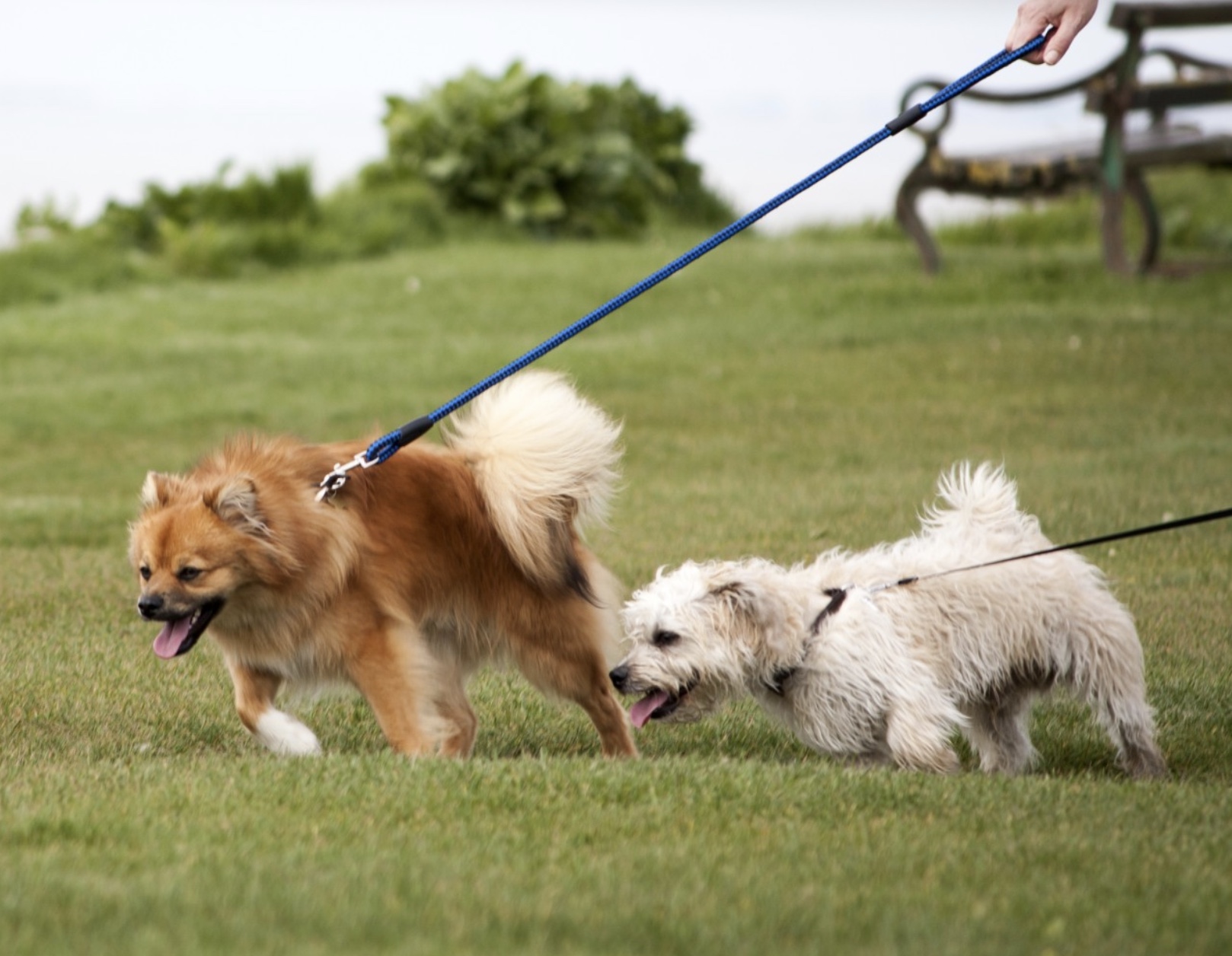 One Simple Trick To Stop Leash Pulling